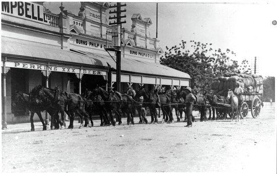Horse Team Outside Burns Philp, Mosman Street
