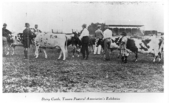 Dairy Cattle, Towers Pastoral Association&rsquo;s Exhibition
