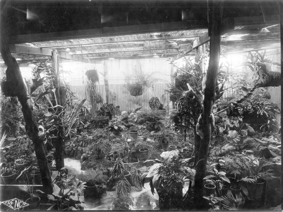 Interior of Plant Nursery or courtyard garden