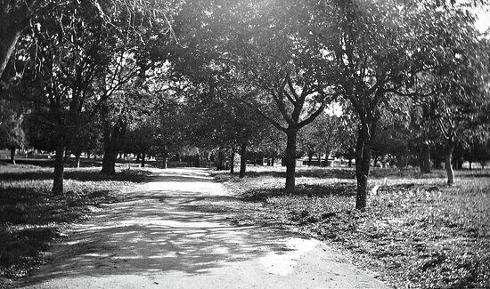 Avenue of Trees, Lissner Park