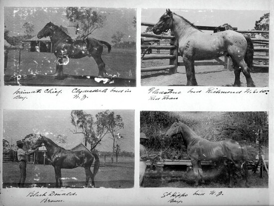 Bassingthwaighte Red Album - Horses page 5