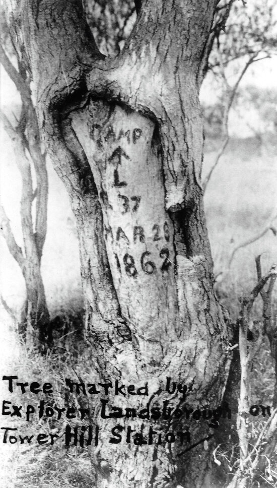 Tree Marked by Landsborough
