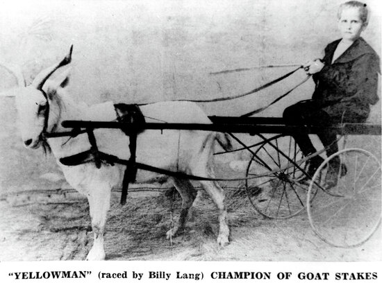 Yellowman, Champion of Goat Stakes, Raced by Billy Lang,