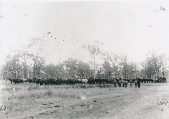 Large teams of horses pulling loaded wagons in the bush