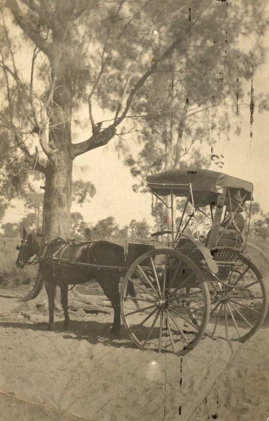 Horse and Buggy with canopy