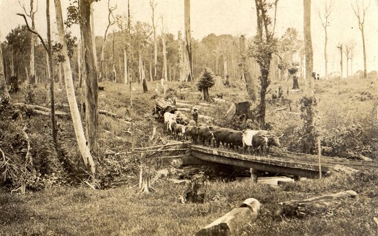 Bullock team hauling logs