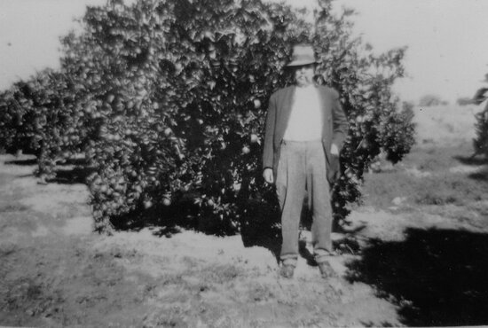 James Matthews with his orange trees, Moonlight Creek