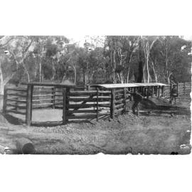 Cattle Puddle Dip, 1909