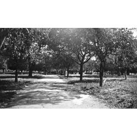 Avenue of Trees, Lissner Park