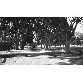 Avenue of Trees, Lissner Park