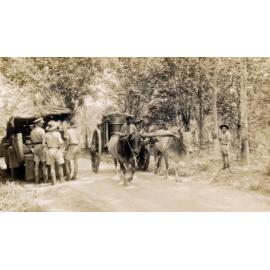 Zebus hauling cart at a Rubber plantation