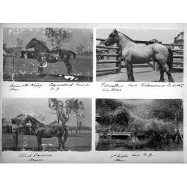 Bassingthwaighte Red Album - Horses page 5