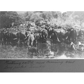Bassingthwaighte Brown Album - mustering Toomba