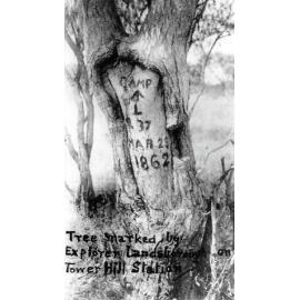 Tree Marked by Landsborough