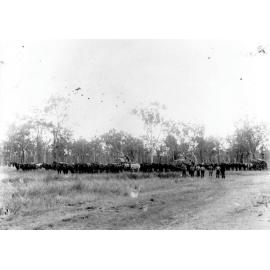 Horse Teams with loaded wagons on a bush track