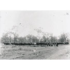 Large teams of horses pulling loaded wagons in the bush
