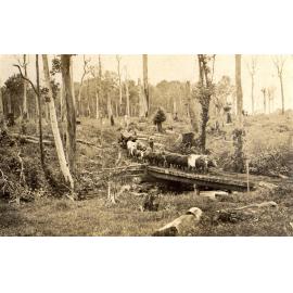 Bullock team hauling logs
