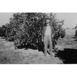 James Matthews with his orange trees, Moonlight Creek