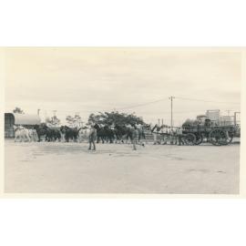 Horse team at Dalrymple Saleyards during filming of ‘The Irishman’ 1977