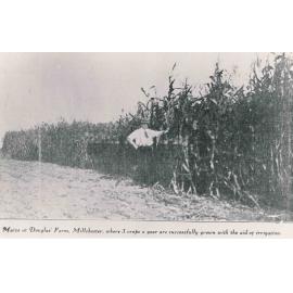 Maize Growing at Douglas’ Farm, Millchester