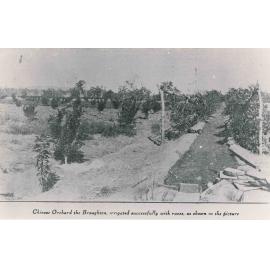 Chinese Orchard, The Broughton