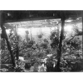 Interior of Plant Nursery or courtyard garden