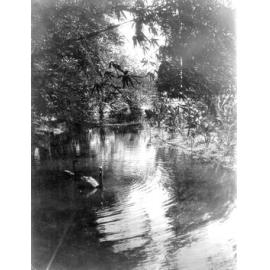 Lissner Park Duck Pond