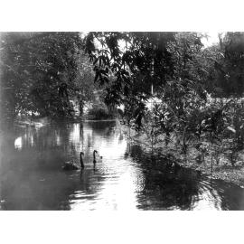 Swans on Lissner Park Duck Pond