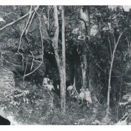 Group of people beside large fig tree on rocky outcrop