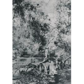 Children beside creek in forest